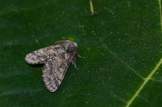 Gluphisia crenata - kormos púposszövő