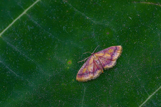 Idaea muricata - mocsári pirosaraszoló