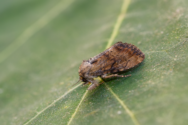 Loscopia scolopacina - csinos dudvabagoly