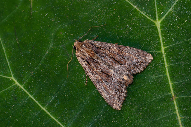Apamea monoglypha - nagy dudvabagoly
