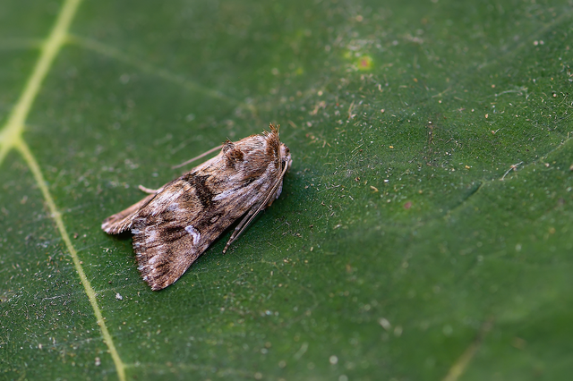 Calophasia lunula - gyújtoványfű-apróbagoly