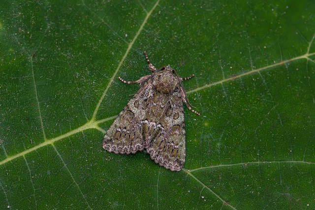 Polyphaenis sericata - selyemfényű erdeibagoly