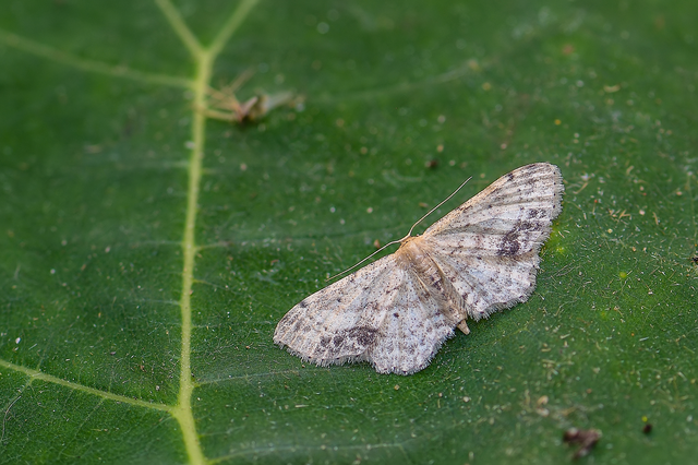 Idaea dimidiata - gyakori apróaraszoló