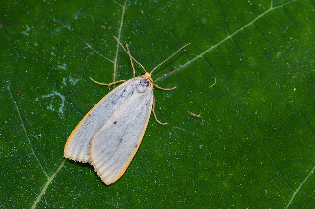 Cybosia mesomella - csontszínű molyszövő