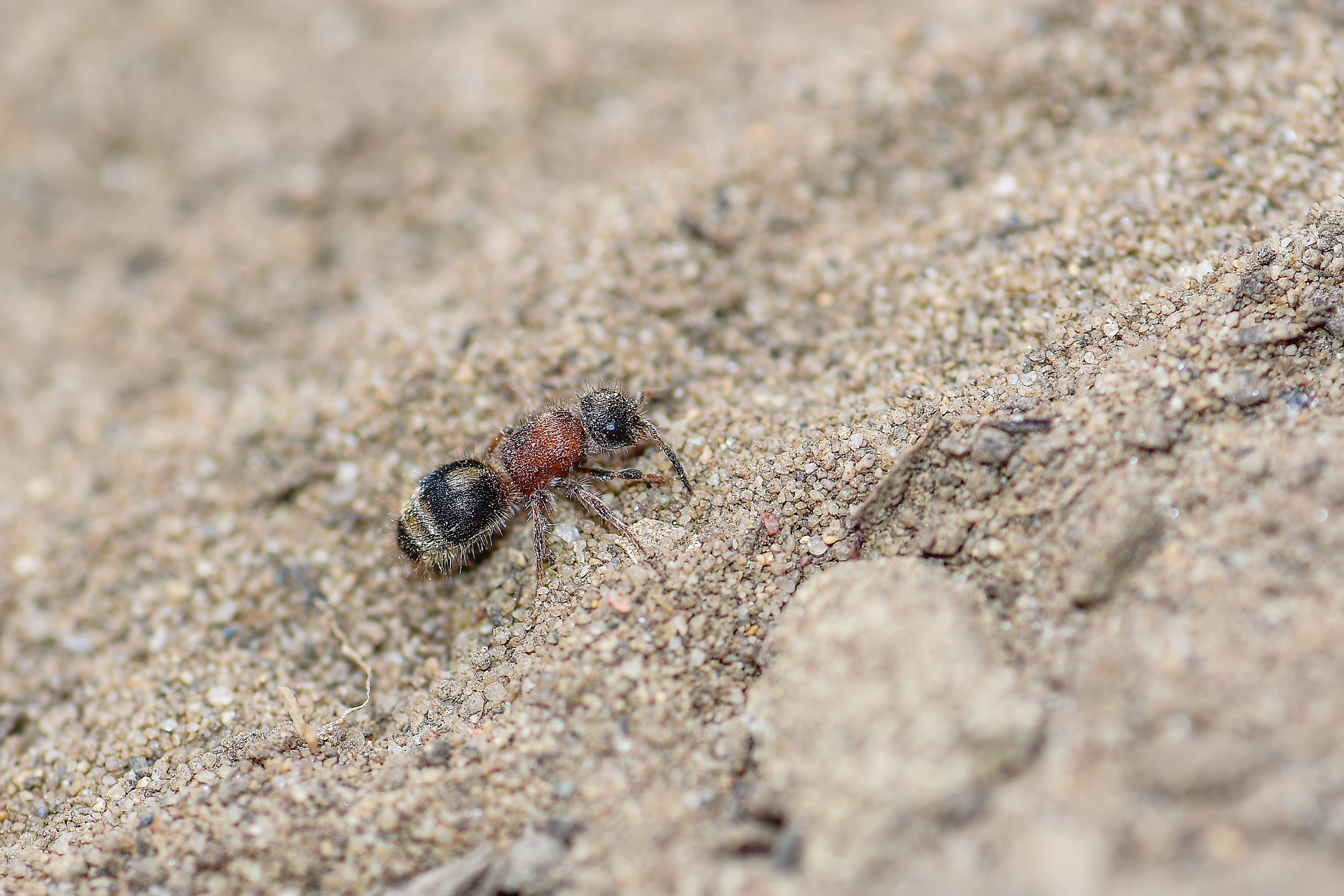 Physetopoda scutellaris - pajzsos hangyadarázs