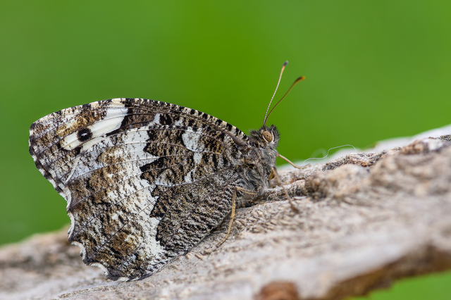 Brintesia circe - fehéröves szemeslepke