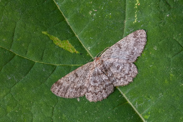 Hypomecis punctinalis - pettyes faaraszoló