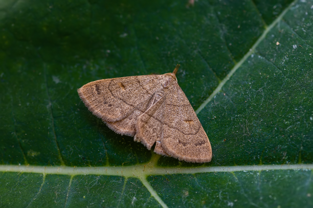 Paracolax tristalis - sárgás karcsúbagoly