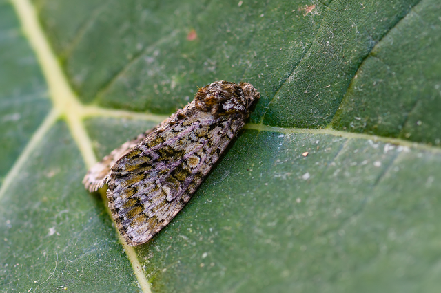 Craniophora ligustri - fagyalbagoly