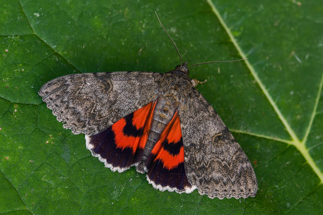 Catocala nupta - piros övesbagoly