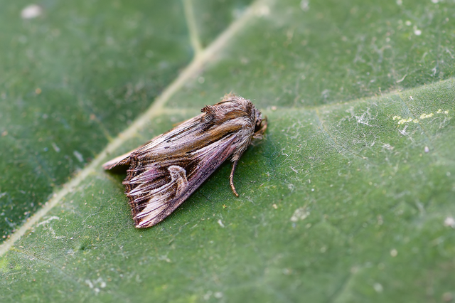 Actinotia polyodon - nagy sugarasbagoly