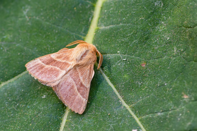 Malacosoma neustria - gyűrűsszövő