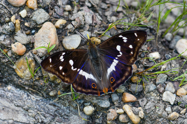 Apatura iris - nagy színjátszólepke