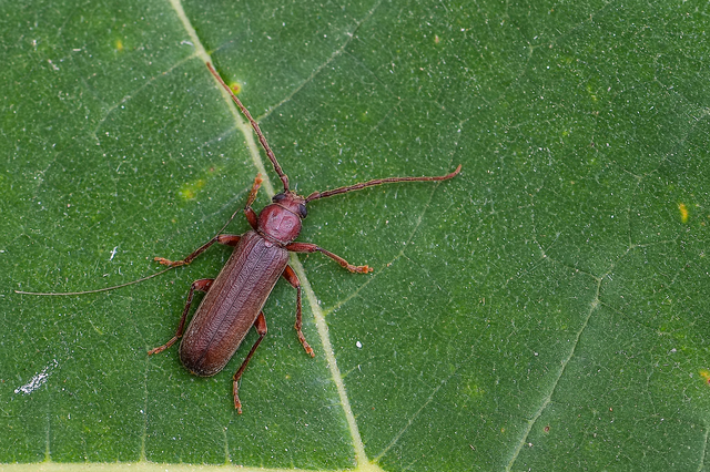 Arhopalus rusticus - gödrösnyakú cincér