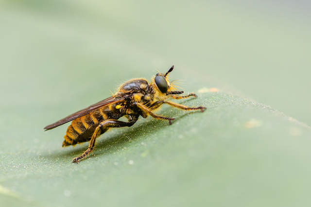 Choerades fimbriata