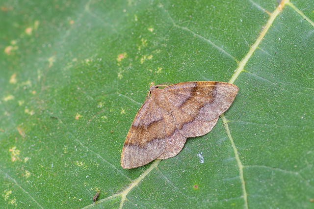 Plagodis pulveraria - szemcsés araszoló