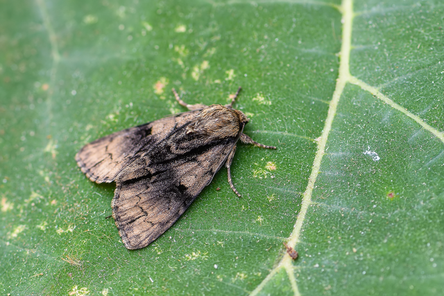 Acronicta alni - éger-szigonyosbagoly