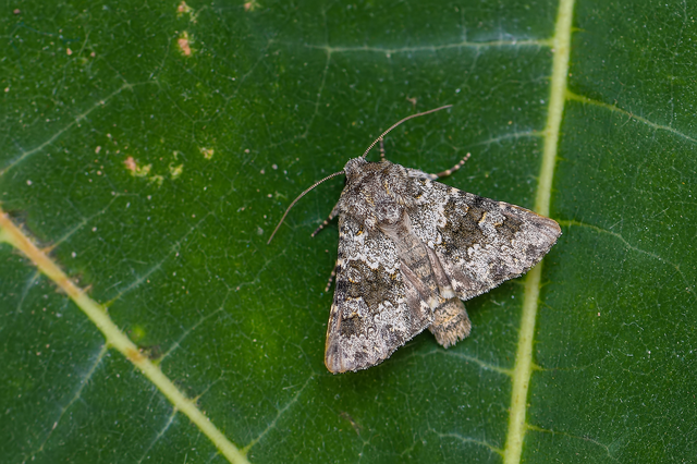 Hecatera dysodea - parajbagoly