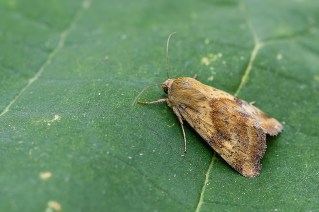 Heliothis adaucta - somkóróbagoly