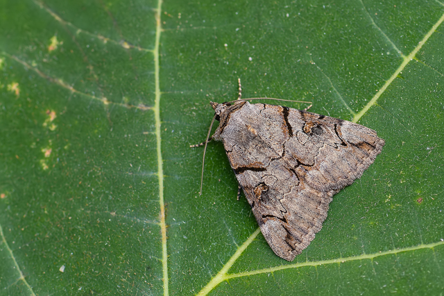 Catocala hymenaea - kökény-övesbagoly