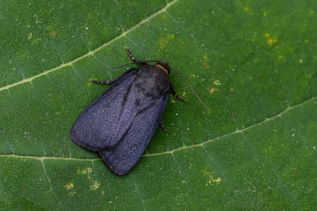 Amphipyra livida - zsírfényű bagoly