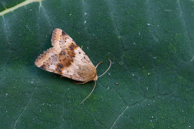 Heliothis viriplaca - mácsonyabagoly
