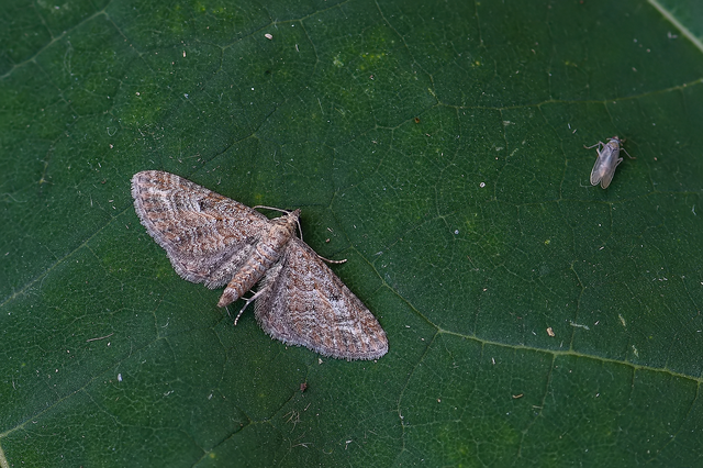 Eupithecia millefoliata - cickafark-törpearaszoló