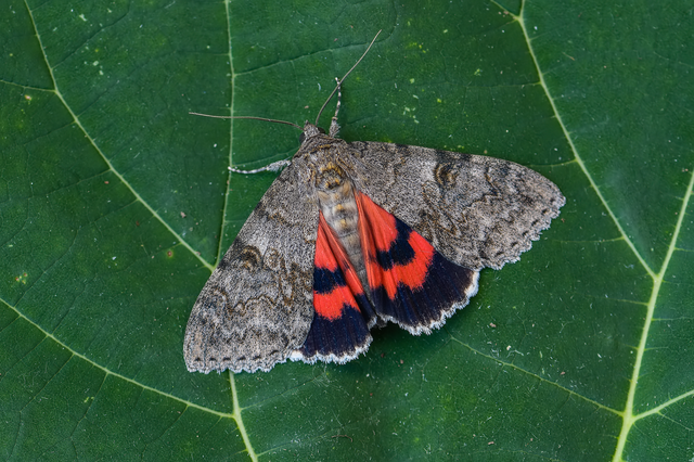 Catocala nupta - piros övesbagoly