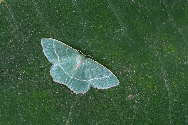 Chlorissa viridata - üdezöld araszoló