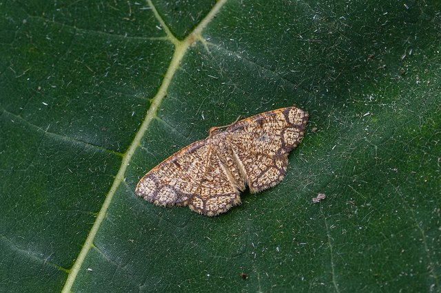 Stegania cararia - gyűrűs nyáraraszoló