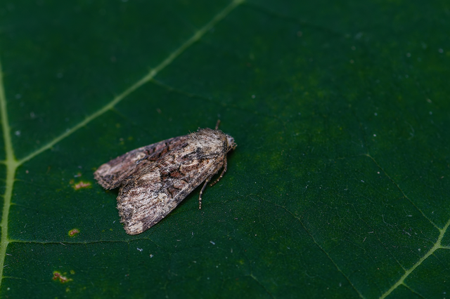 Mesoligia furuncula - kétszínű dudvabagoly