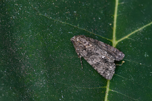 Acronicta rumicis - sóska-szigonyosbagoly