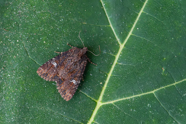 Mesapamea secalella/secalis