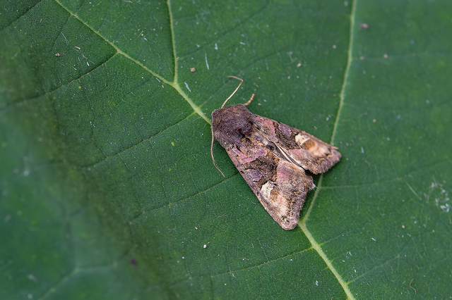 Euplexia lucipara - szeder-csipkésbagoly