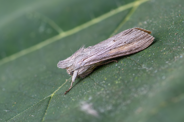 Cucullia umbratica - közönséges csuklyásbagoly