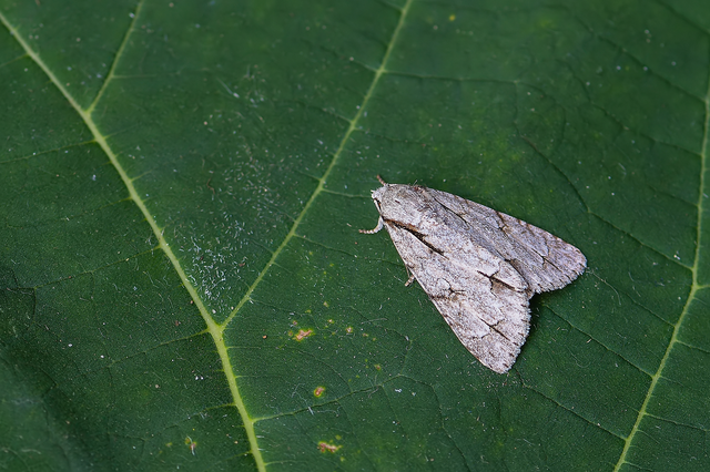 Acronicta cuspis/tridens/psi