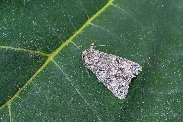 Acronicta megacephala - nagyfejű szigonyosbagoly