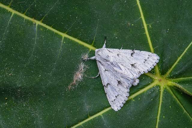 Acronicta leporina - fehér szigonyosbagoly