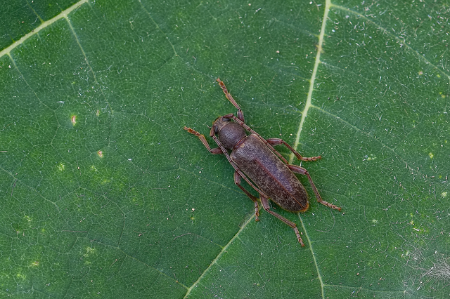 Trichoferus campestris - szállóvendég éjicincér