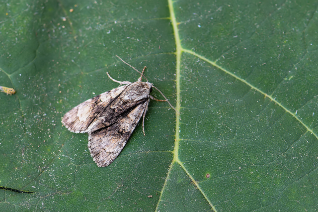 Acronicta alni - éger-szigonyosbagoly