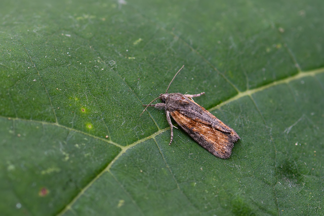 Bryophila raptricula/felina