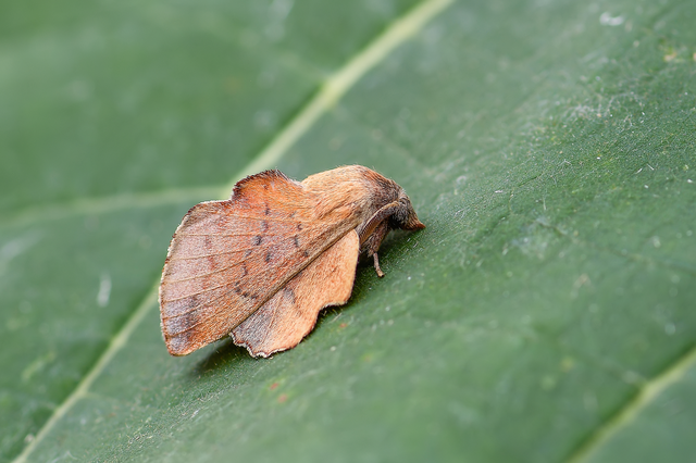 Phyllodesma tremulifolia - nyárlevélpohók