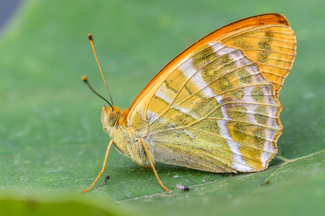 Argynnis paphia - nagy gyöngyházlepke
