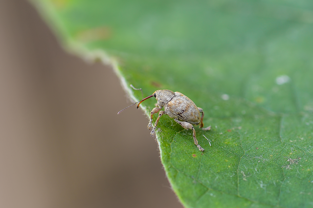 Curculio pellitus - makklikasztó zsuzsóka