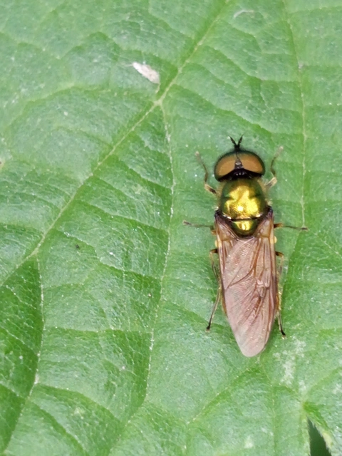 Chloromyia