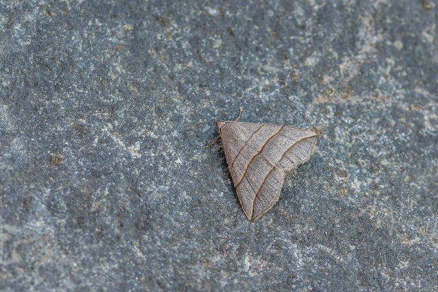 Colobochyla salicalis - háromsávos törpebagoly