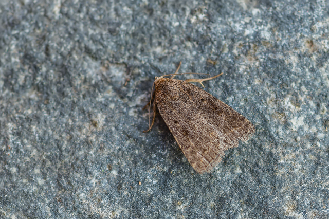 Athetis gluteosa - nyugtalan lápibagoly