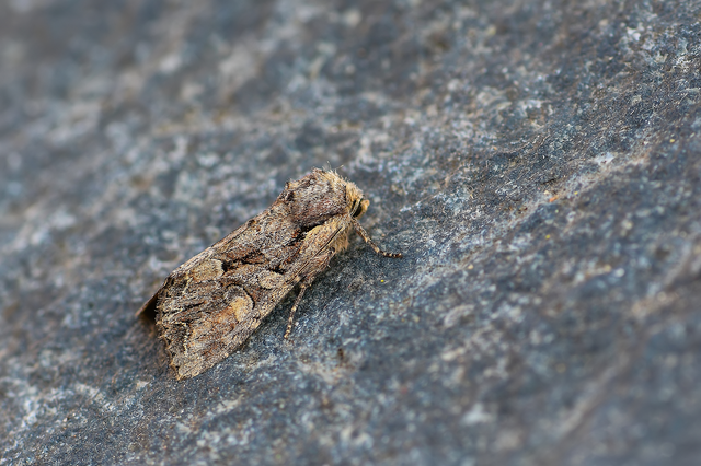Lacanobia thalassina - borbolya-kertibagoly