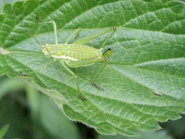 Leptophyes albovittata - közönséges virágszöcske