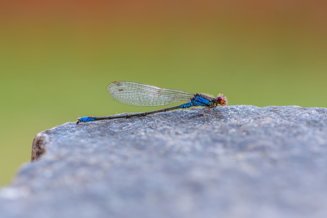 Erythromma viridulum - kis pirosszemű-légivadász